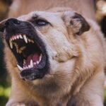 Florida Dog Bite Laws