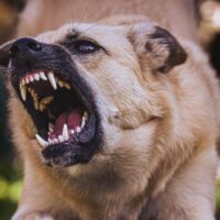 Florida Dog Bite Laws